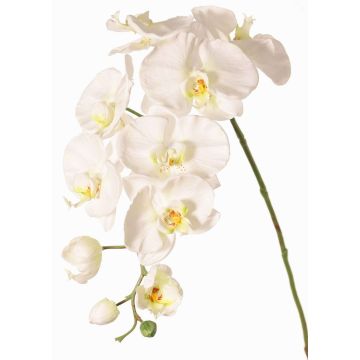 Künstlicher Blumenzweig Phalaenopsis Orchidee WESA, weiß, 90cm, Ø11-12,5cm Künstlicher Blumenzweig Phalaenopsis Orchidee WESA, weiß, 90cm, Ø11-12,5cm