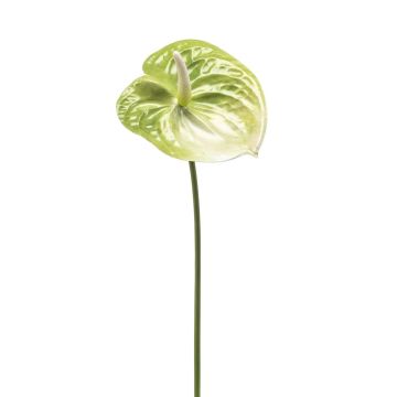 Kunst Anthurium SAMBANA, grün-creme, 65cm
