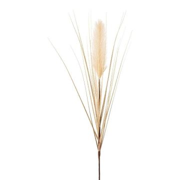 Kunst Pampasgras Rispe WALNIN, beige, 100cm