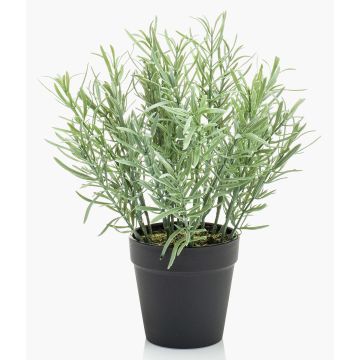 Deko Küchenkräuter Wilder Rosmarin WHOOPI im Dekotopf, grün, 25cm