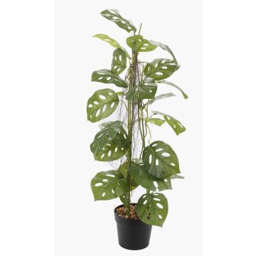 Fake Pflanze Philodendron monstera adansonii BRINOL, Dekotopf, Luftwurzeln, 80cm Fake Pflanze Philodendron monstera adansonii BRINOL, Dekotopf, Luftwurzeln, 80cm