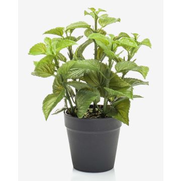 Deko Küchenkräuter Minze WHOOPI im Dekotopf, grün, 23cm