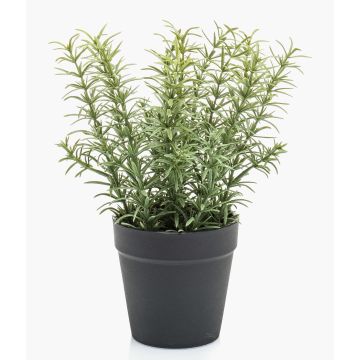 Deko Küchenkräuter Rosmarin WHOOPI im Dekotopf, grün, 22cm