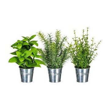 Deko Kräuter Mix DRILHO, Basilikum, Rosmarin, Thymian, 3 Stück, Zinktopf, grün, 25cm, Ø16cm Deko Kräuter Mix DRILHO, Basilikum, Rosmarin, Thymian, 3 Stück, Zinktopf, grün, 25cm, Ø16cm