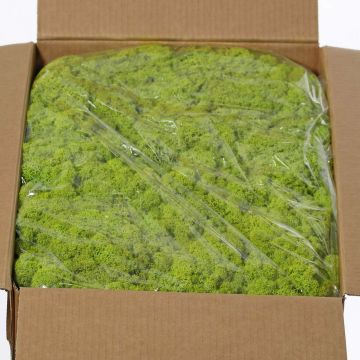 Isländisches Naturmoos SVEINBJÖRN, hellgrün, 5kg