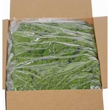 Isländisches Naturmoos SVEINBJÖRN, grün, 5kg