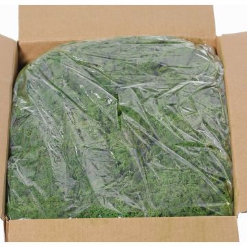 Isländisches Naturmoos SVEINBJÖRN, dunkelgrün, 5kg