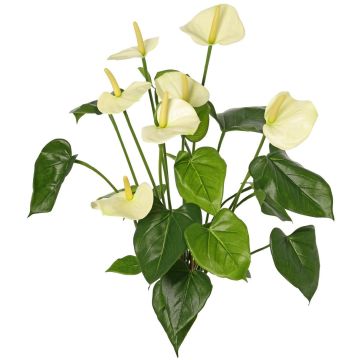 Kunst Anthurium NAKITA auf Steckstab, creme, 50cm