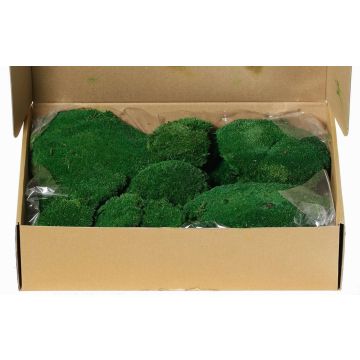 Natur Plattenmoos SEETHA, grün, 800g, 0,15m2 Natur Plattenmoos SEETHA, grün, 800g, 0,15m2