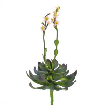 Plastik Aeonium CHARLIZE, blühend, Stecker, rosa, 30cm