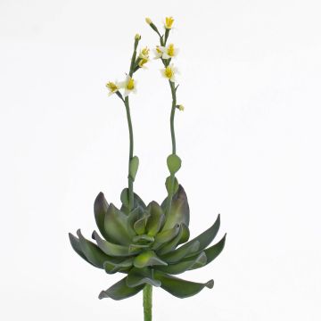 Plastik Aeonium CHARLIZE, blühend, Stecker, gelb, 30cm