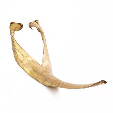 Naturdeko Kokosblatt FAYOLA, gold, 130cm