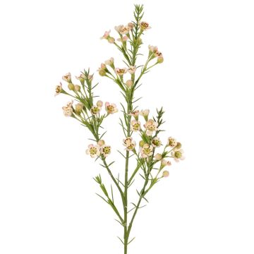 Kunstzweig Wachsblume FRINDALS, hellrosa-weiß, 65cm, Ø1,5-2cm
