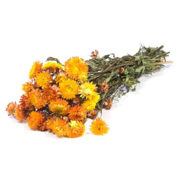 Getrockneter Strauß Strohblumen ALMINKA, orange-gelb, 50-60cm, Ø15cm
