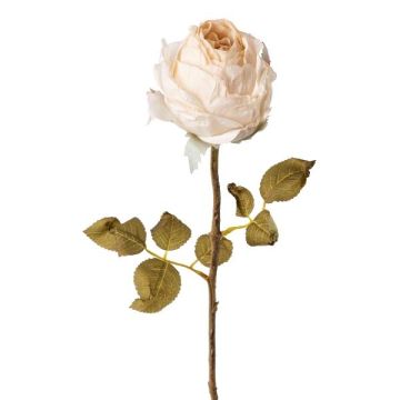Deko Blume Rose ZONFER, Trockenoptik, creme, 60cm, Ø8cm Deko Blume Rose ZONFER, Trockenoptik, creme, 60cm, Ø8cm