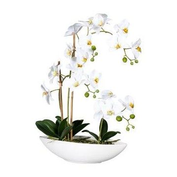 Deko Phalaenopsis Orchidee JELTRON, Keramikschale, Wurzeln, weiß, 60cm