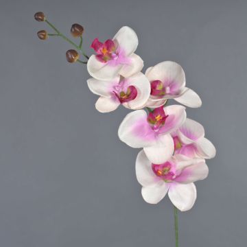 Kunstzweig Phalaenopsis Orchidee LANUA, creme-rosa, 70cm, Ø8,5-12cm