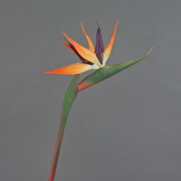 Künstliche Blume Strelitzie DONGLIN, orange-violett, 85cm, 14x25cm