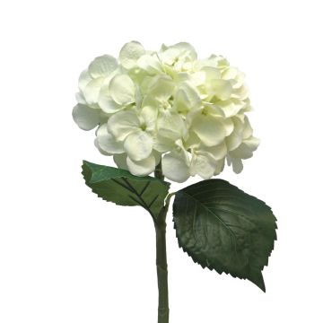 Kunstblume Hortensie FUXIANG, creme, 50cm, Ø16cm Kunstblume Hortensie FUXIANG, creme, 50cm, Ø16cm