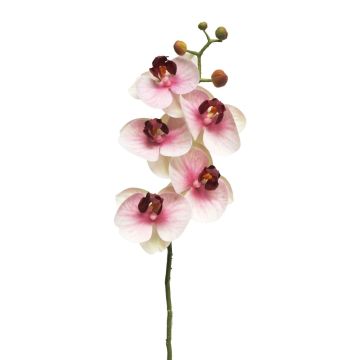 Dekozweig Phalaenopsis Orchidee SONGYA, pink-creme, 50cm, Ø6-7cm