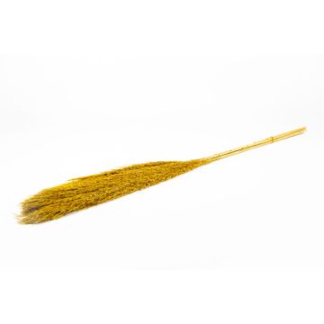 Trocken Bund Schilf DONJETA, curry, 115-120cm, Ø15cm Trocken Bund Schilf DONJETA, curry, 115-120cm, Ø15cm