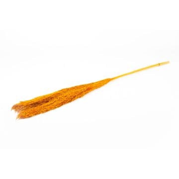Trocken Bund Schilf DONJETA, orange, 115-120cm, Ø15cm Trocken Bund Schilf DONJETA, orange, 115-120cm, Ø15cm