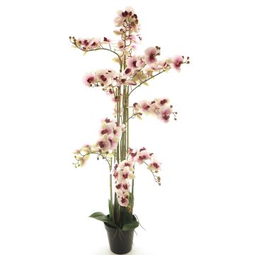 Kunstorchidee Phalaenopsis CHENXU, rosa-creme, 140cm