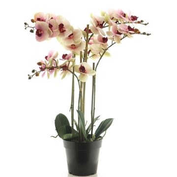Kunstorchidee Phalaenopsis CHENXU, rosa-creme, 60cm