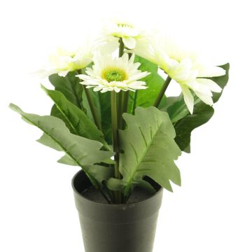 Künstliche Blume Gerbera XIAOOU im Dekotopf, creme, 25cm Künstliche Blume Gerbera XIAOOU im Dekotopf, creme, 25cm