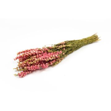 Trockenblumenstrauß Rittersporn AITHANA, rosa-creme, 70cm, Ø18cm Trockenblumenstrauß Rittersporn AITHANA, rosa-creme, 70cm, Ø18cm