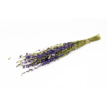 Trockenblumenstrauß Rittersporn AITHANA, blau-grün, 70cm, Ø18cm Trockenblumenstrauß Rittersporn AITHANA, blau-grün, 70cm, Ø18cm