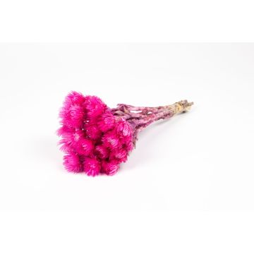 Trocken Strauß Strohblume BIBIANA, pink, 30-40cm, Ø15cm