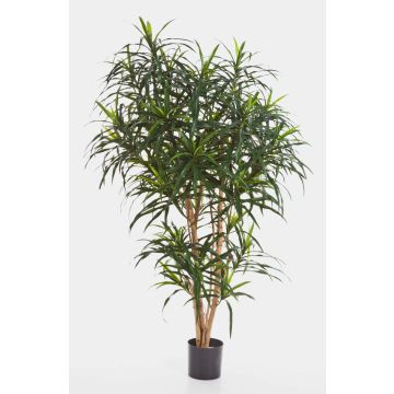 Deko Dracaena Reflexa Anita KATARA, Echtstämme, grün, 120cm
