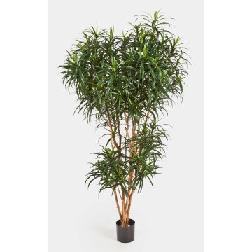 Kunstbaum Dracaena Reflexa Anita KATARA, Echtstämme, grün, 180cm