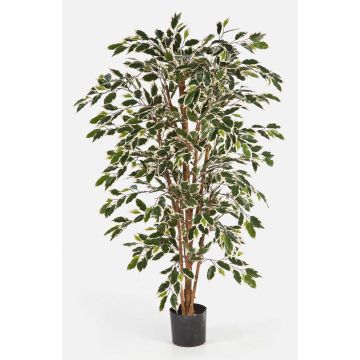Dekobaum Ficus Benjamini AVELLINO, Echtstämme, grün-weiß, 180cm Dekobaum Ficus Benjamini AVELLINO, Echtstämme, grün-weiß, 180cm