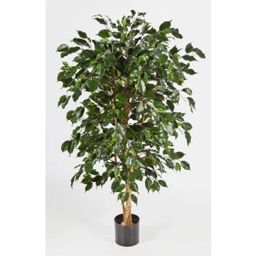 Unechter Ficus Benjamini DECIO, Naturstämme, grün, 150cm Unechter Ficus Benjamini DECIO, Naturstämme, grün, 150cm