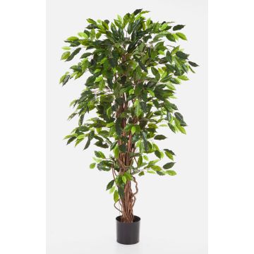 Kunstbaum Ficus Benjamini JARLAN, Echtstämme, grün, 150cm Kunstbaum Ficus Benjamini JARLAN, Echtstämme, grün, 150cm