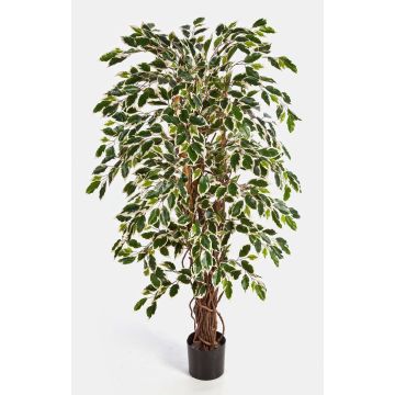 Kunstbaum Ficus Benjamini JARLAN, Echtstämme, grün-weiß, 180cm Kunstbaum Ficus Benjamini JARLAN, Echtstämme, grün-weiß, 180cm
