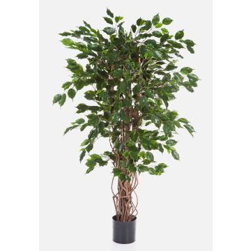 Unechter Ficus Benjamini AMELIO, Naturstämme, grün, 180cm Unechter Ficus Benjamini AMELIO, Naturstämme, grün, 180cm