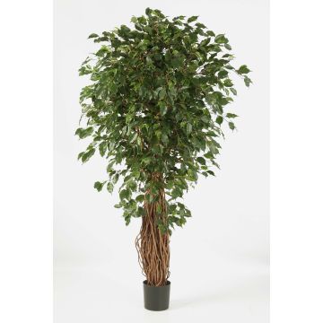 Unechter Ficus Benjamini LUCIUS, Echtstämme, grün, 180cm Unechter Ficus Benjamini LUCIUS, Echtstämme, grün, 180cm