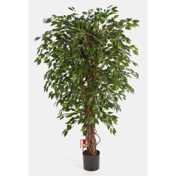 Deko Ficus Benjamini DAKU, Naturstämme, grün, 120cm Deko Ficus Benjamini DAKU, Naturstämme, grün, 120cm