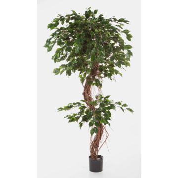 Unechter Ficus Benjamini LUANO, Naturstämme, grün, 180cm Unechter Ficus Benjamini LUANO, Naturstämme, grün, 180cm