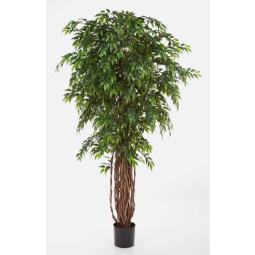 Kunst Ficus Benjamini ALIRIO, Naturstämme, grün, 210cm Kunst Ficus Benjamini ALIRIO, Naturstämme, grün, 210cm