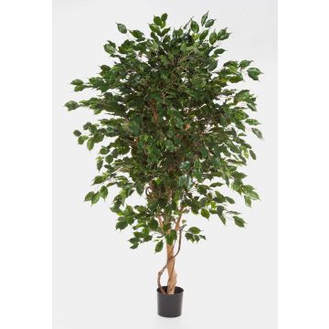 Unechter Ficus Benjamina DAMINO, Echtstämme, grün, 180cm Unechter Ficus Benjamina DAMINO, Echtstämme, grün, 180cm