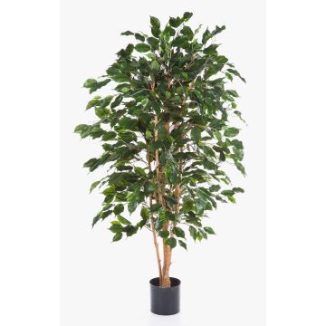 Kunststoff Ficus Benjamina THIAGO, Naturstämme, grün, 180cm Kunststoff Ficus Benjamina THIAGO, Naturstämme, grün, 180cm