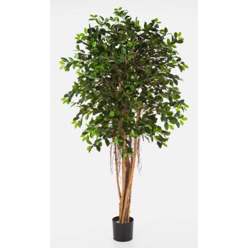 Unechter Ficus Benjamina AURIOL, Echtstämme, grün, 180cm Unechter Ficus Benjamina AURIOL, Echtstämme, grün, 180cm