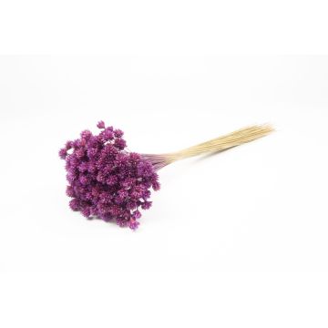 Strauß Brasilianische Hügelblume AVISSA, getrocknet, violett, 45-60cm, Ø13cm Strauß Brasilianische Hügelblume AVISSA, getrocknet, violett, 45-60cm, Ø13cm