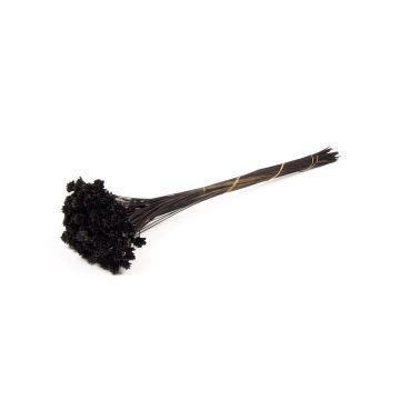 Strauß Brasilianische Hügelblume AVISSA, getrocknet, schwarz, 45-60cm, Ø13cm