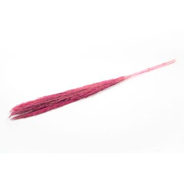 Trocken Bund Schilf DONJETA, pink, 115-120cm, Ø15cm