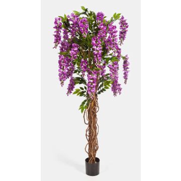 Deko Goldregen ARIANA, Echtstämme, mit Blüten, lila, 180cm